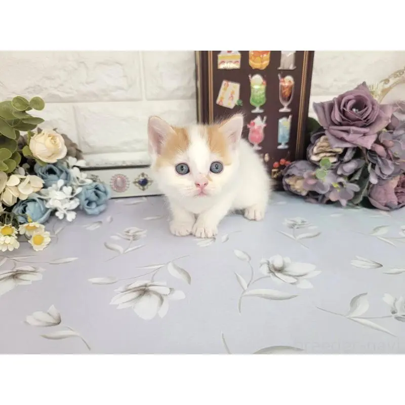 販売中の埼玉県のマンチカン-140222の4枚目