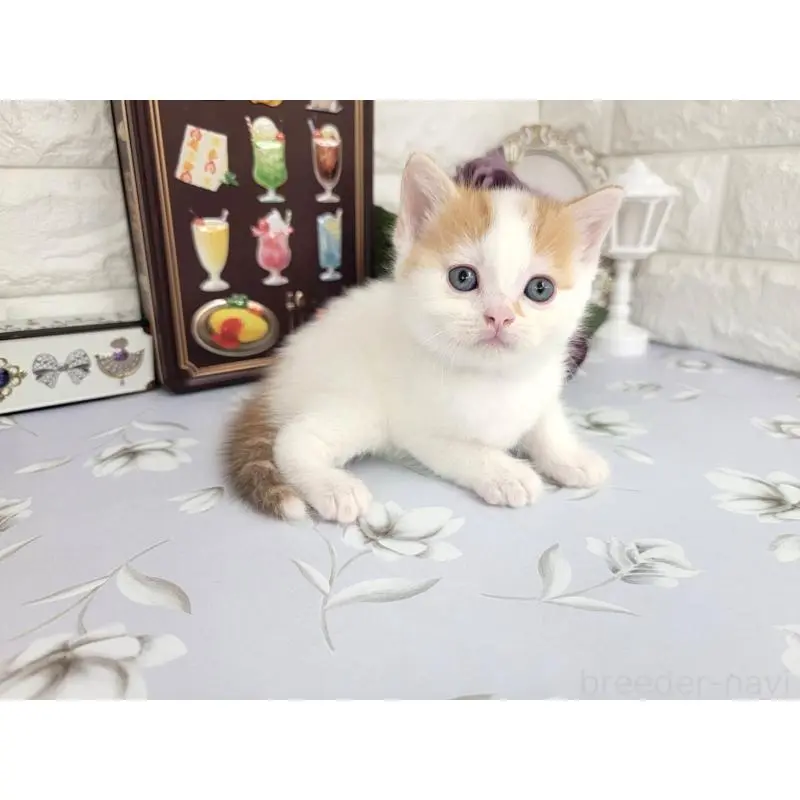 販売中の埼玉県のマンチカン-140222の3枚目