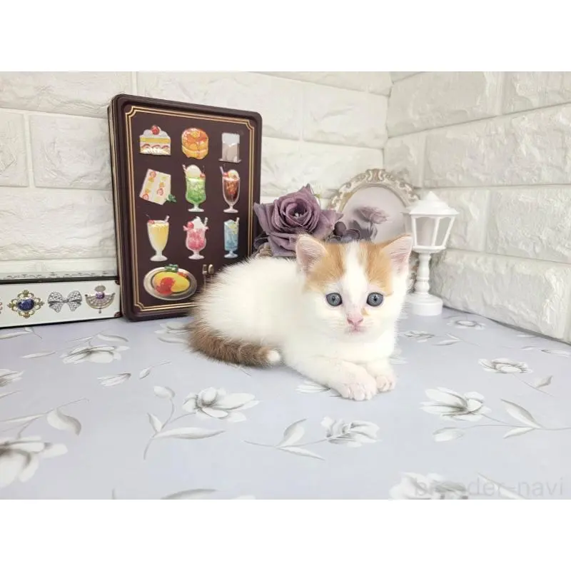 販売中の埼玉県のマンチカン-140222の2枚目