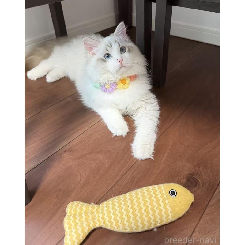 販売中の東京都のラグドール-140223の11枚目