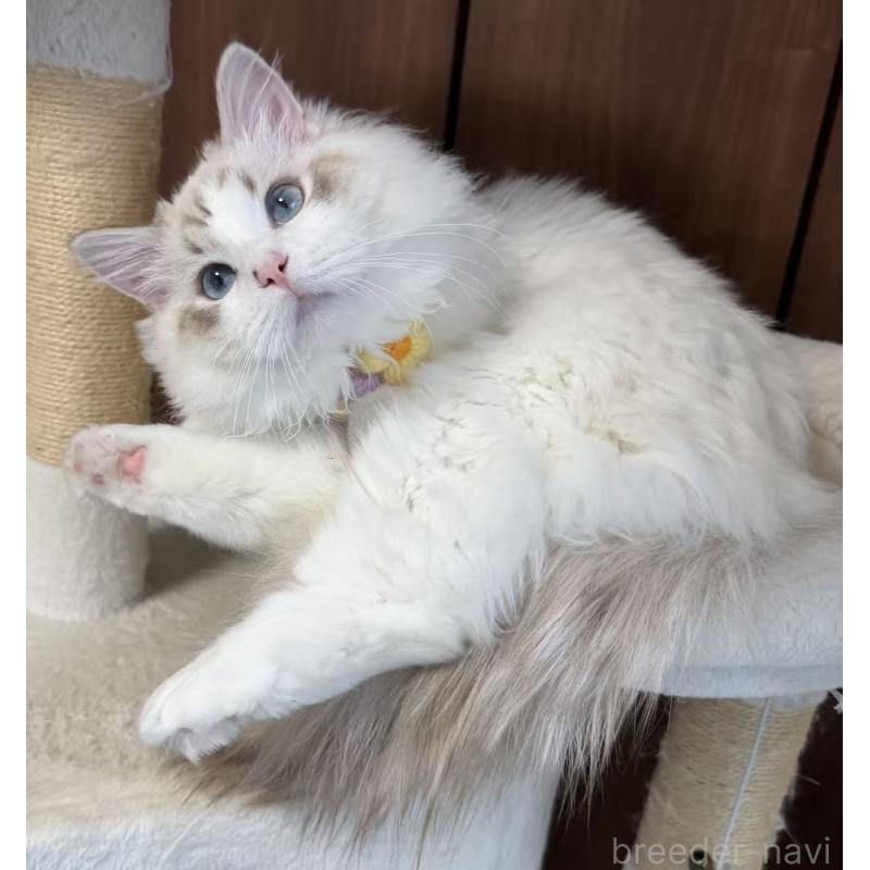 販売中の東京都のラグドール-140223の10枚目