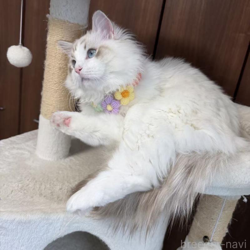 販売中の東京都のラグドール-140223の9枚目