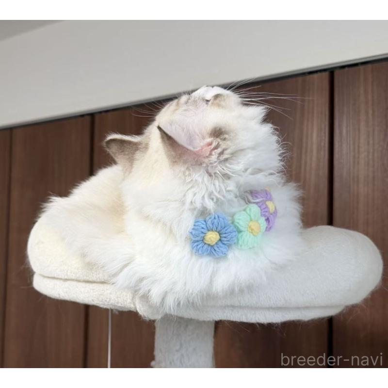 販売中の東京都のラグドール-140223の8枚目