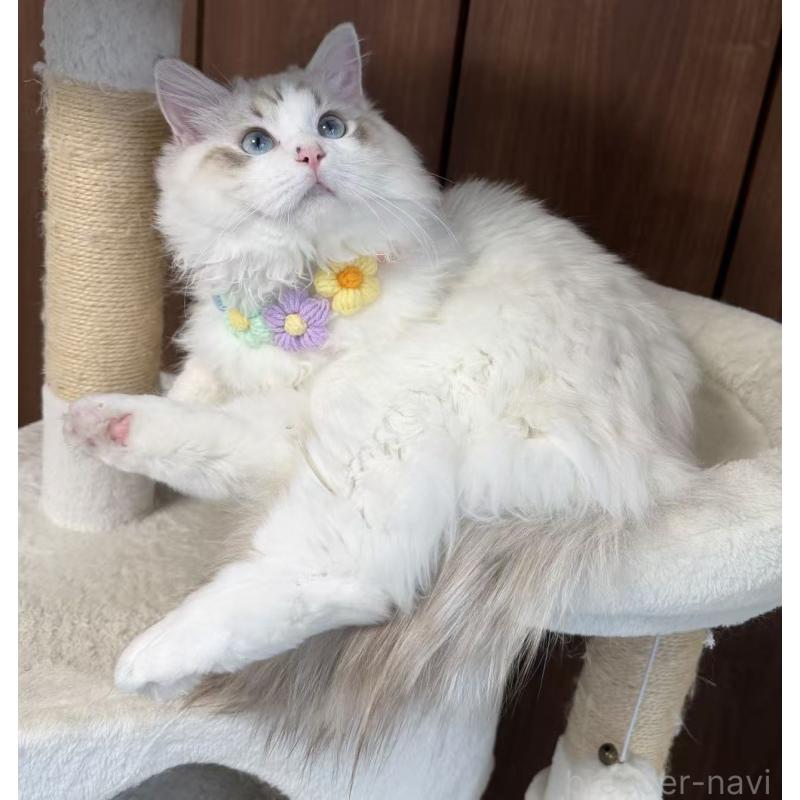 販売中の東京都のラグドール-140223の7枚目