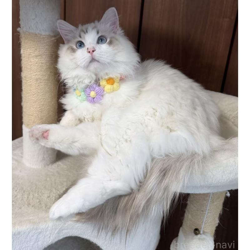 販売中の東京都のラグドール-140223の6枚目