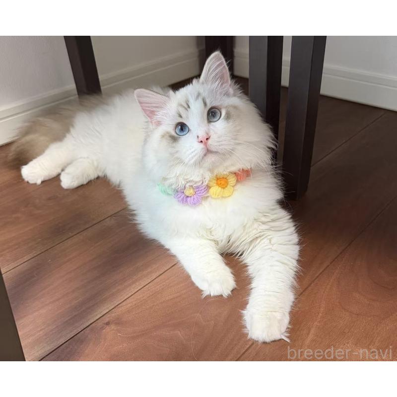 販売中の東京都のラグドール-140223の5枚目