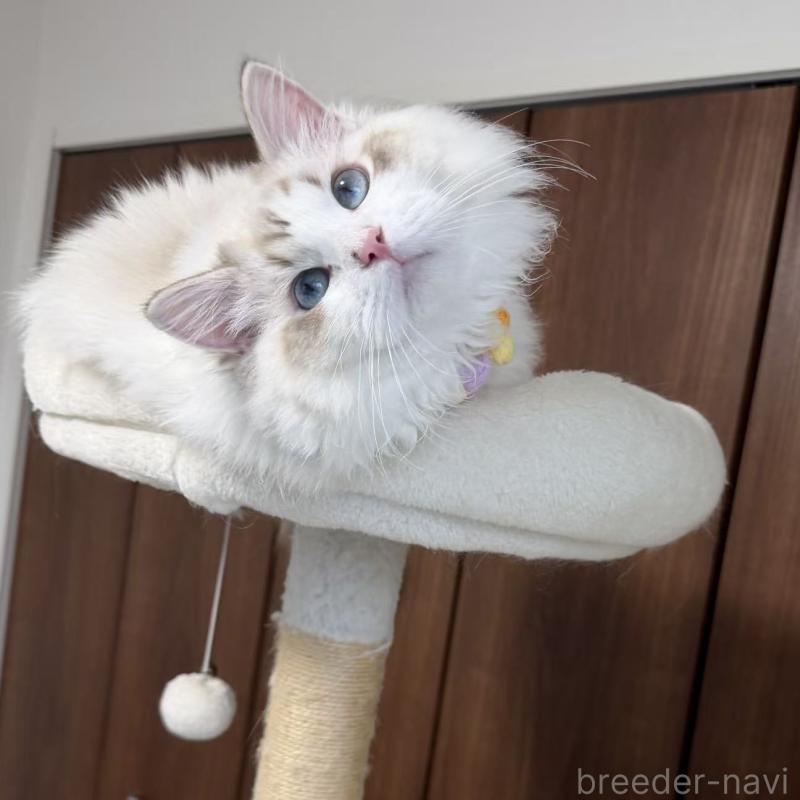 販売中の東京都のラグドール-140223の4枚目