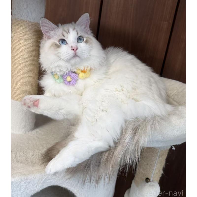 販売中の東京都のラグドール-140223の3枚目