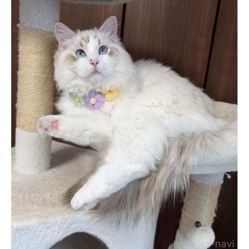 販売中の東京都のラグドール-140223の2枚目