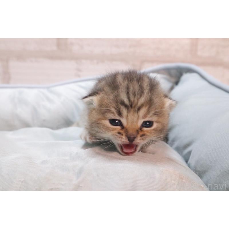 販売中の岐阜県のスコティッシュフォールド-140224の11枚目