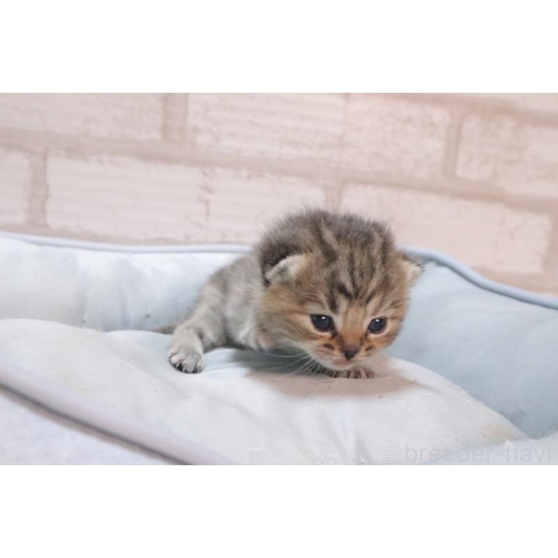 販売中の岐阜県のスコティッシュフォールド-140224の10枚目