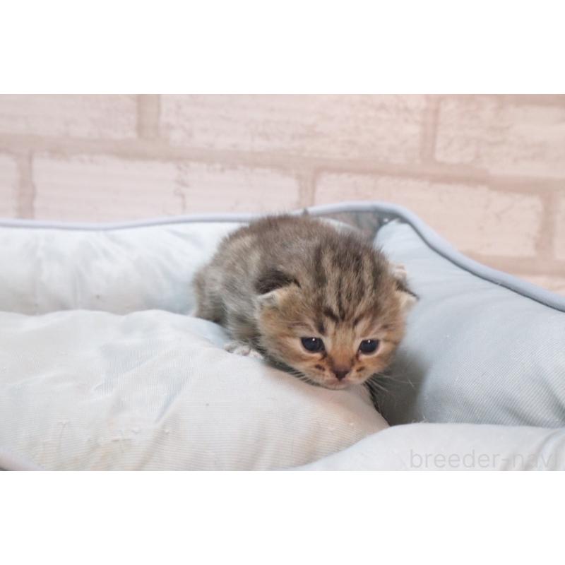 販売中の岐阜県のスコティッシュフォールド-140224の9枚目