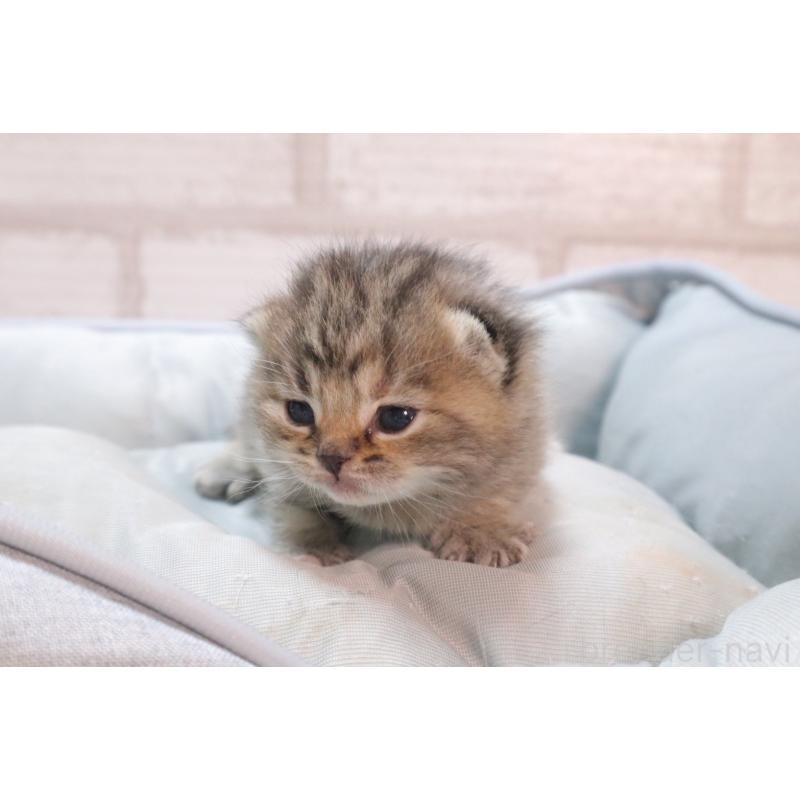 販売中の岐阜県のスコティッシュフォールド-140224の8枚目