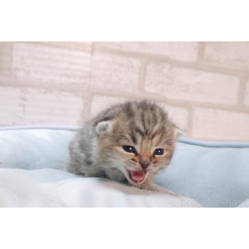 販売中の岐阜県のスコティッシュフォールド-140224の7枚目