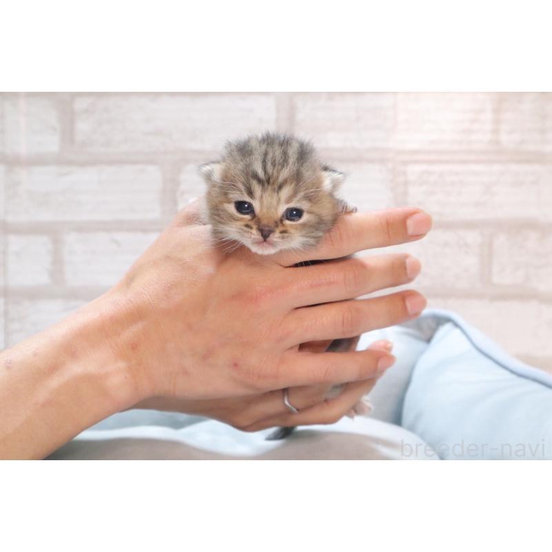 販売中の岐阜県のスコティッシュフォールド-140224の6枚目