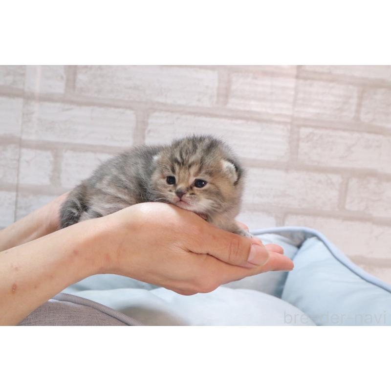 販売中の岐阜県のスコティッシュフォールド-140224の5枚目