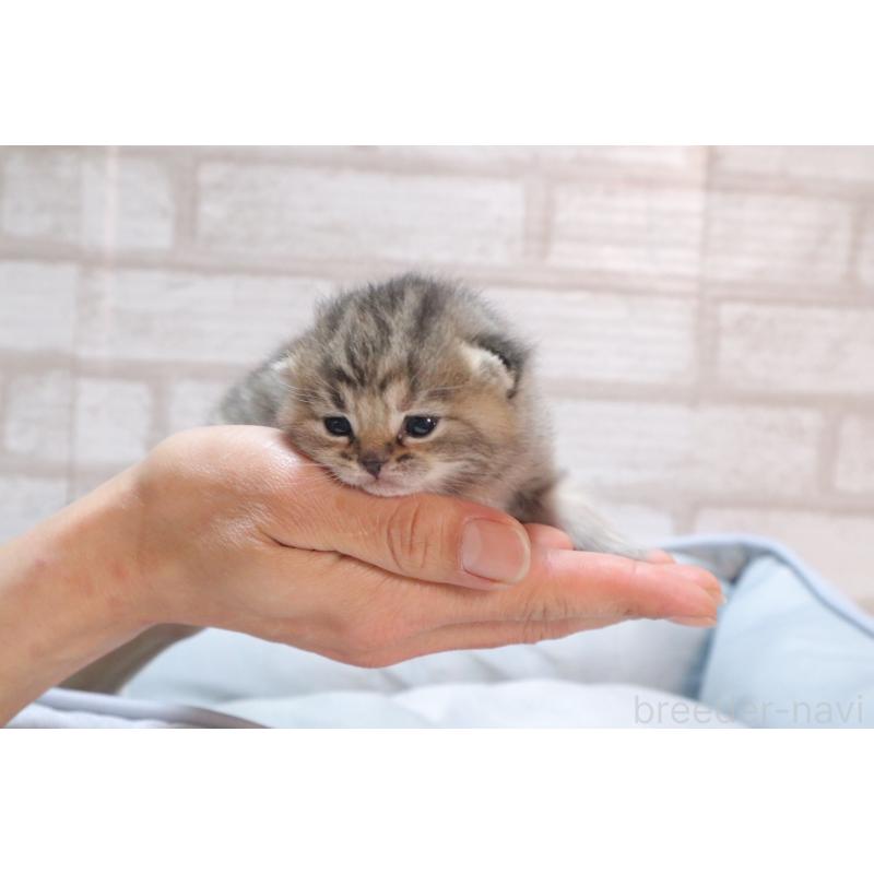 販売中の岐阜県のスコティッシュフォールド-140224の4枚目