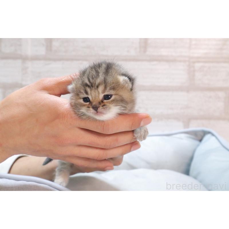 販売中の岐阜県のスコティッシュフォールド-140224の3枚目