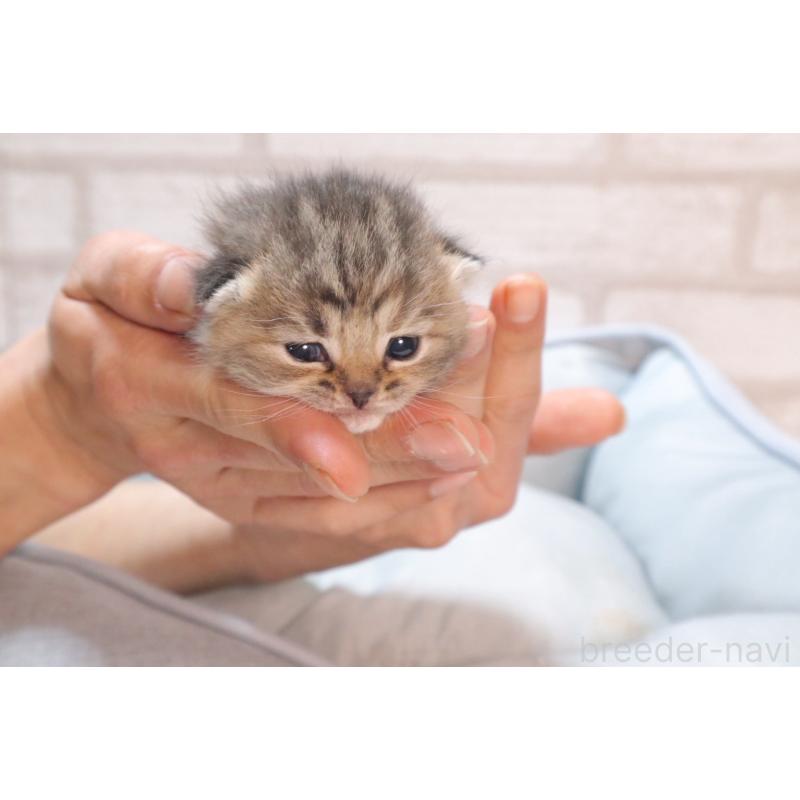 販売中の岐阜県のスコティッシュフォールド-140224の2枚目