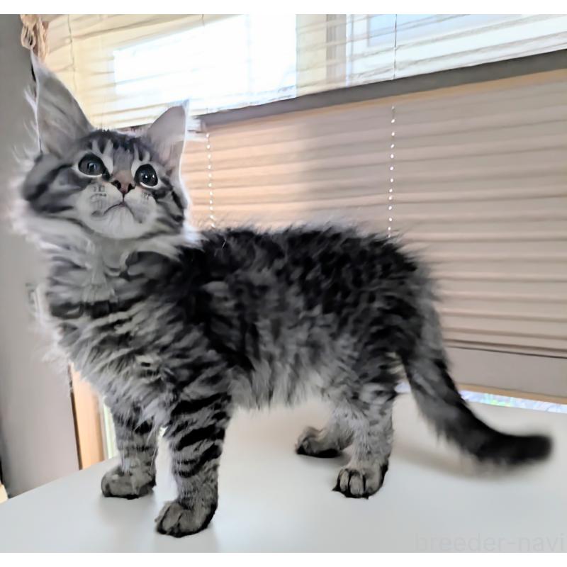 販売中の埼玉県のメインクーン-140225の3枚目