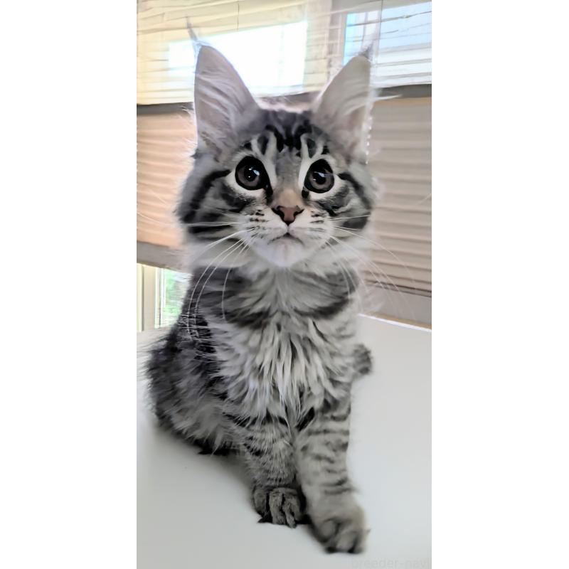 販売中の埼玉県のメインクーン-140225の2枚目