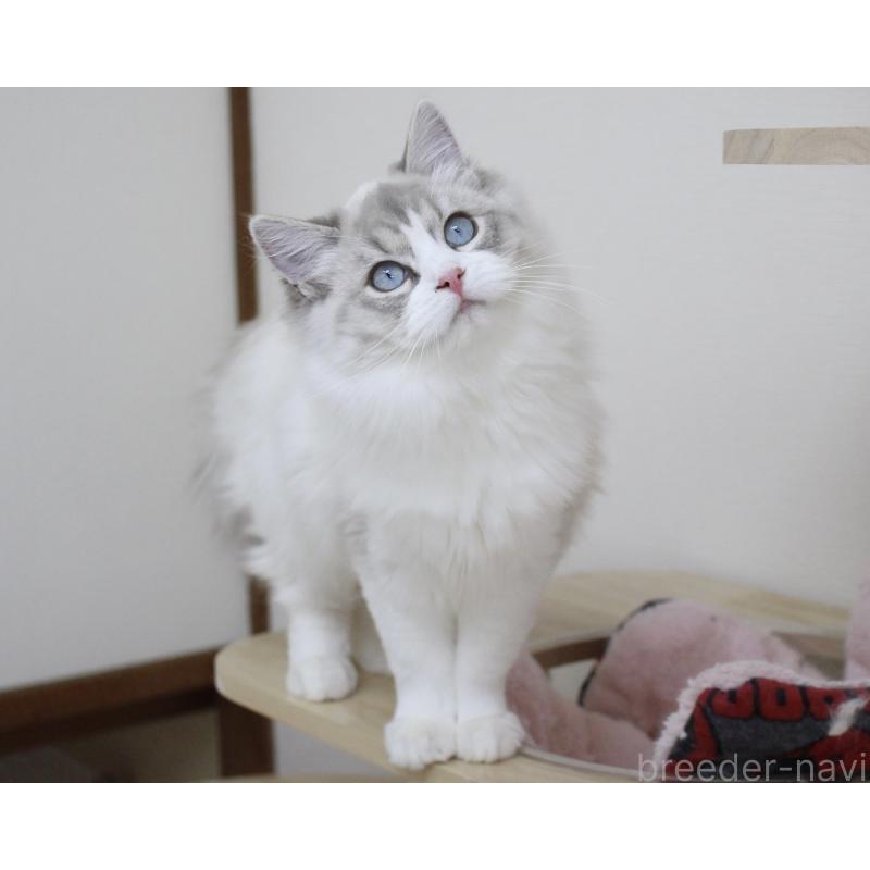 販売中の山梨県のラグドール-131658の2枚目
