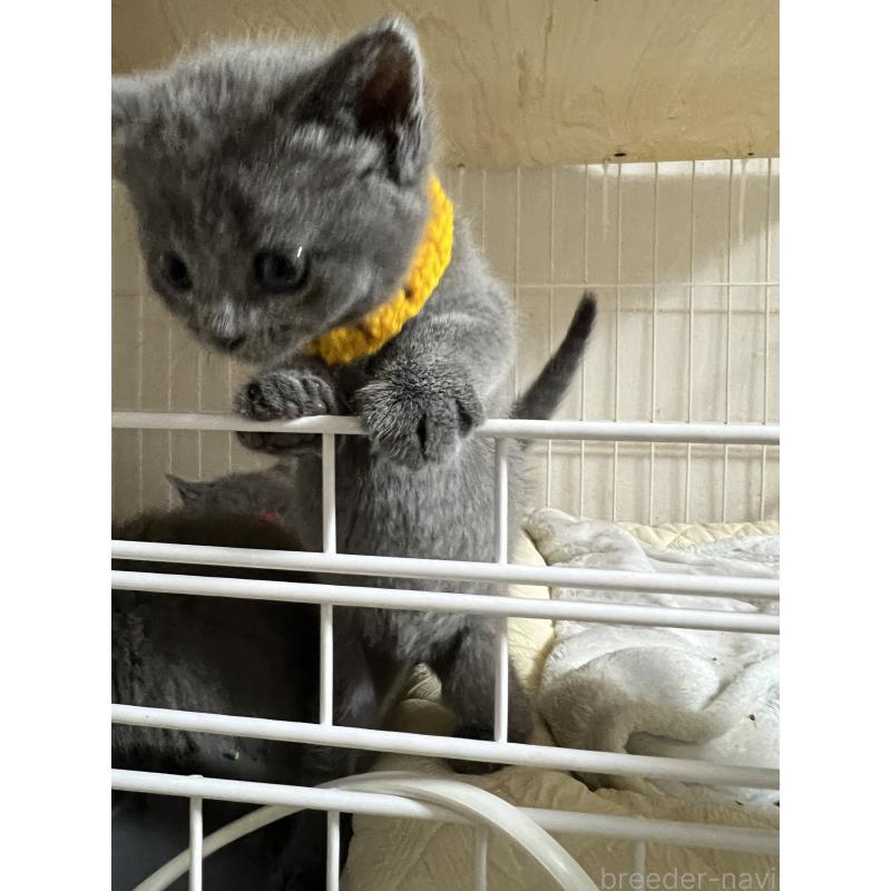 販売中の千葉県のブリティッシュショートヘア-140209の3枚目