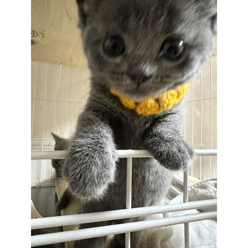 販売中の千葉県のブリティッシュショートヘア-140209の2枚目