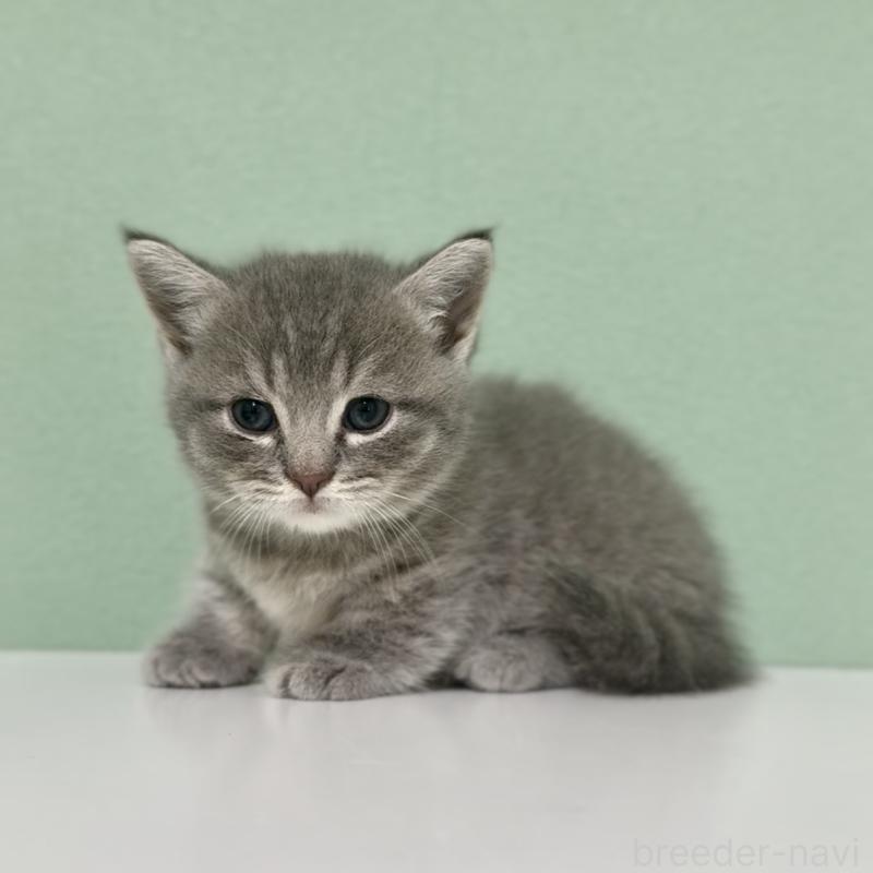 販売中の埼玉県のマンチカン(短足)-139607