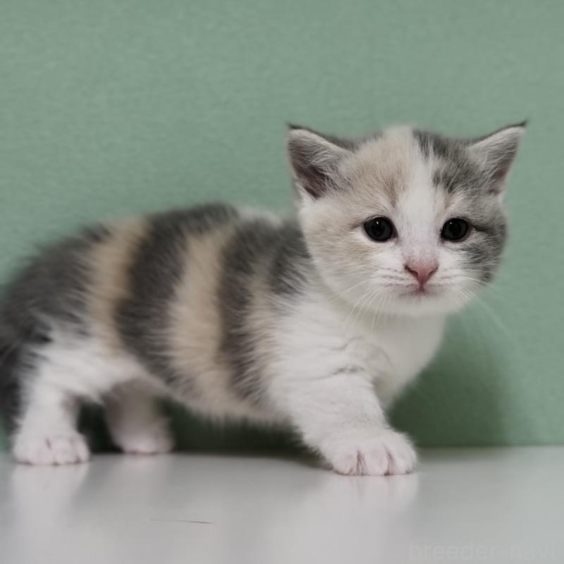 販売中の埼玉県のマンチカン(短足)-139606