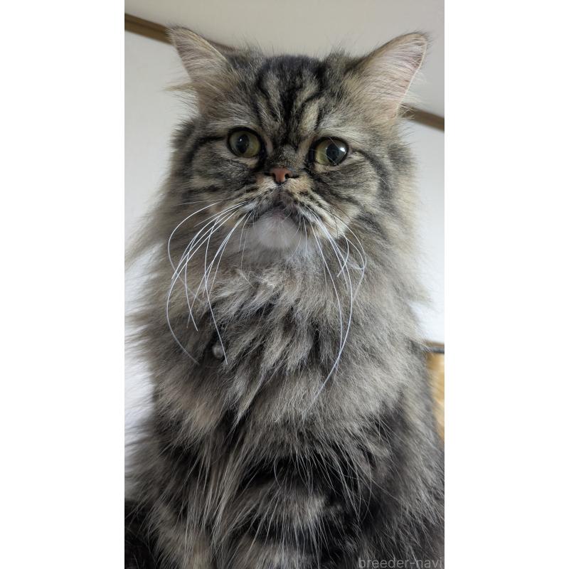 販売中の大阪府のミヌエット-81311