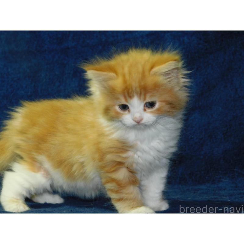 販売中の山形県のスコティッシュフォールド-140231の5枚目