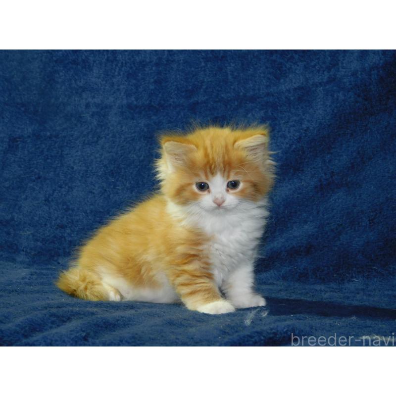 販売中の山形県のスコティッシュフォールド-140231の4枚目