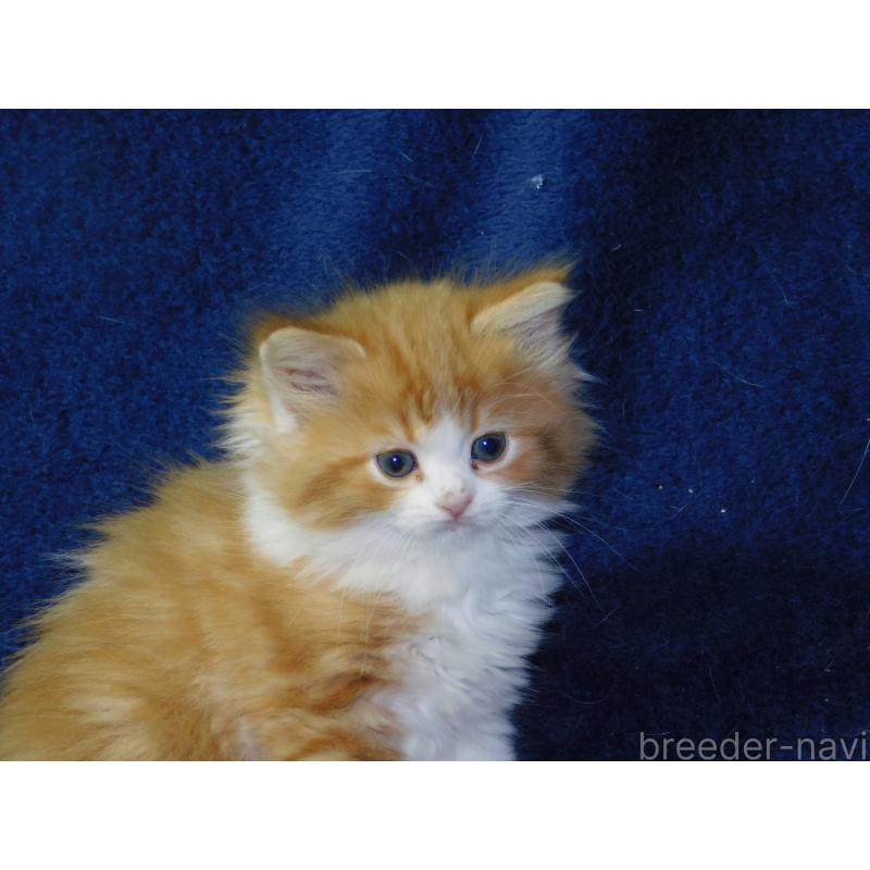 販売中の山形県のスコティッシュフォールド-140231の3枚目