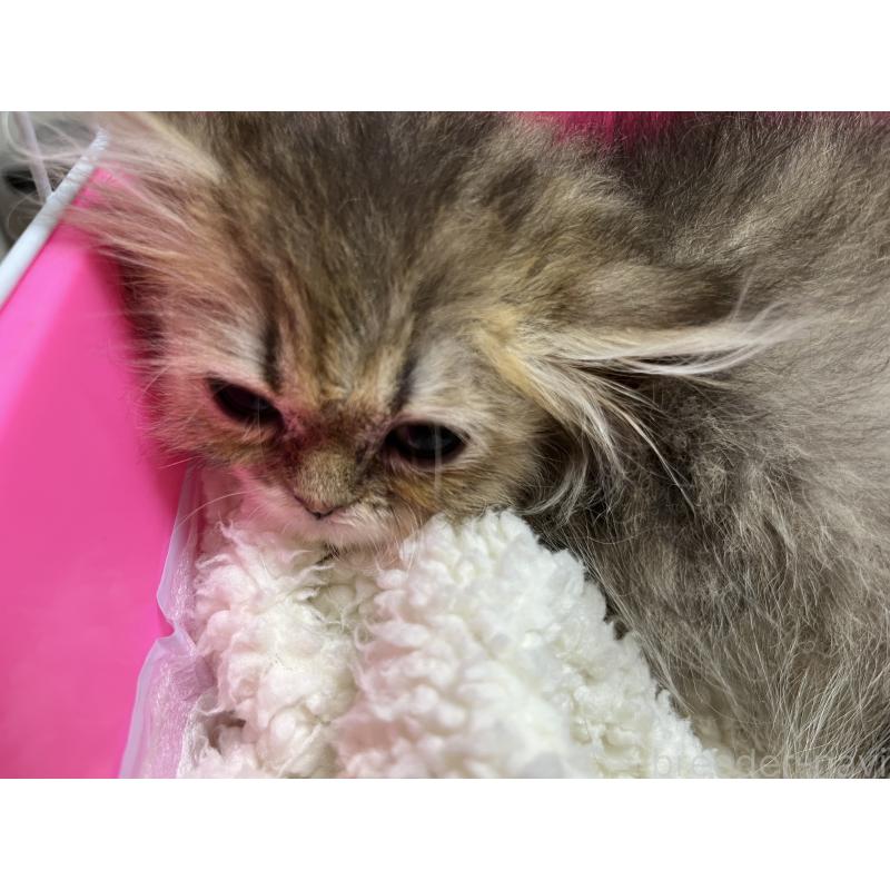 販売中の愛知県のペルシャ(チンチラ)-140228の3枚目
