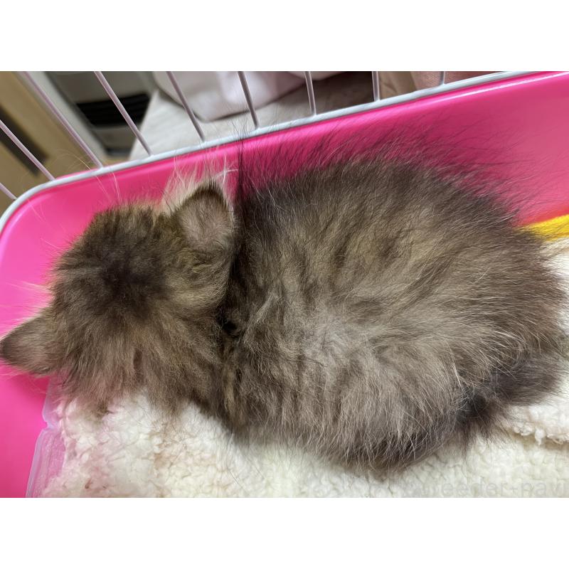 販売中の愛知県のペルシャ(チンチラ)-140228の2枚目