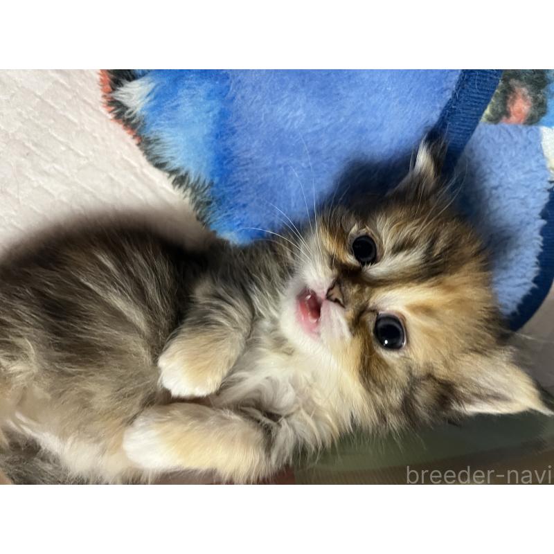 販売中の愛知県のミヌエット(短足)-140235の2枚目