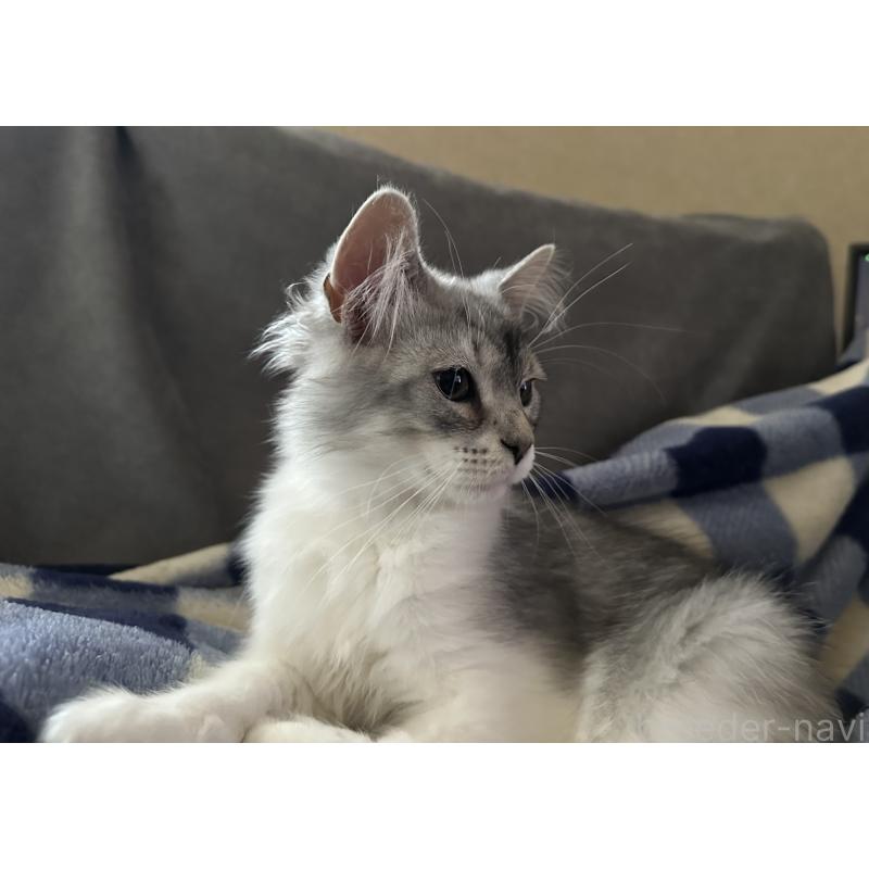 販売中の千葉県のサイベリアン-134399の1枚目