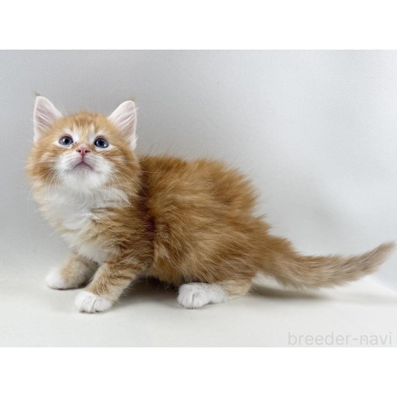 販売中の福岡県のノルウェージャンフォレストキャット-140236の16枚目