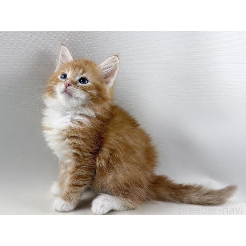 販売中の福岡県のノルウェージャンフォレストキャット-140236の15枚目