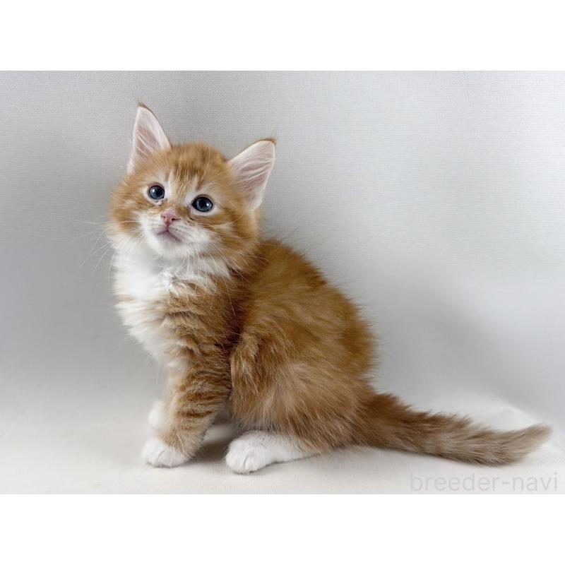 販売中の福岡県のノルウェージャンフォレストキャット-140236の14枚目