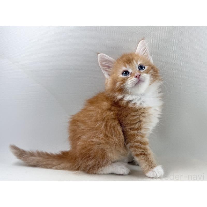 販売中の福岡県のノルウェージャンフォレストキャット-140236の13枚目