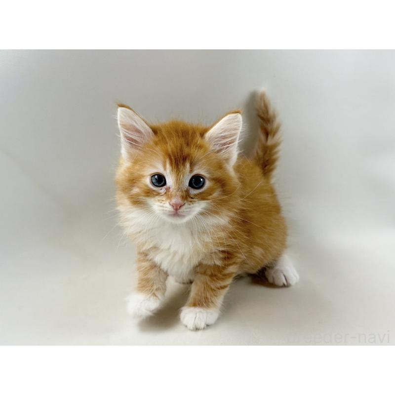 販売中の福岡県のノルウェージャンフォレストキャット-140236の12枚目