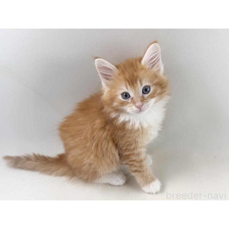 販売中の福岡県のノルウェージャンフォレストキャット-140236の10枚目