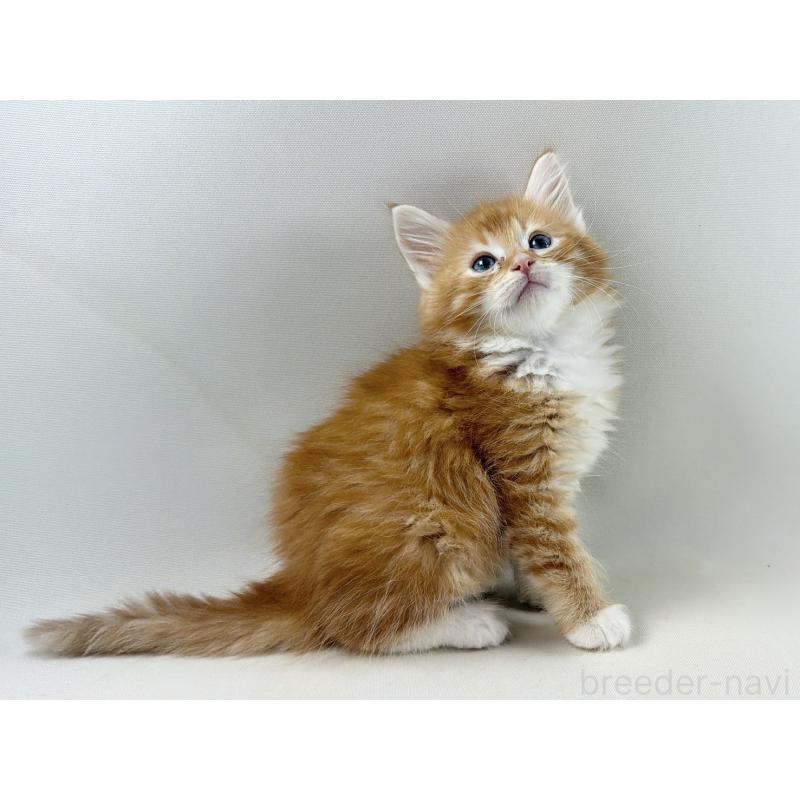 販売中の福岡県のノルウェージャンフォレストキャット-140236の11枚目