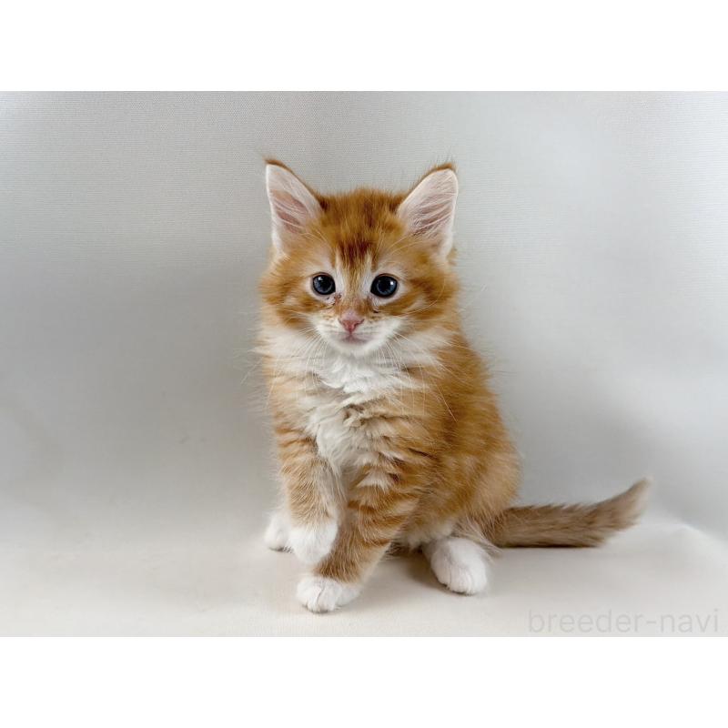 販売中の福岡県のノルウェージャンフォレストキャット-140236の9枚目