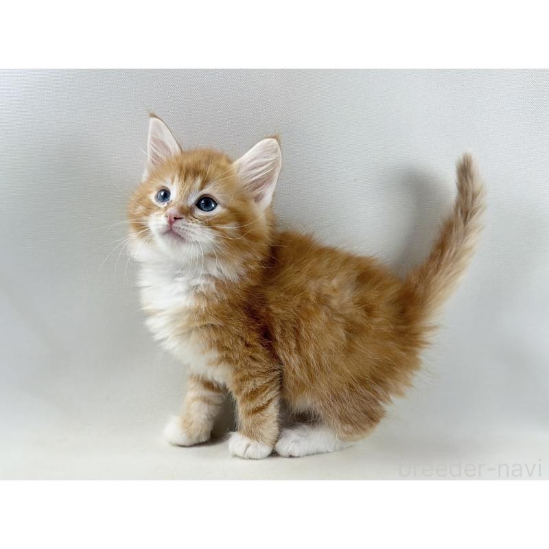 販売中の福岡県のノルウェージャンフォレストキャット-140236の8枚目