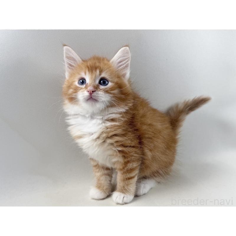 販売中の福岡県のノルウェージャンフォレストキャット-140236の7枚目