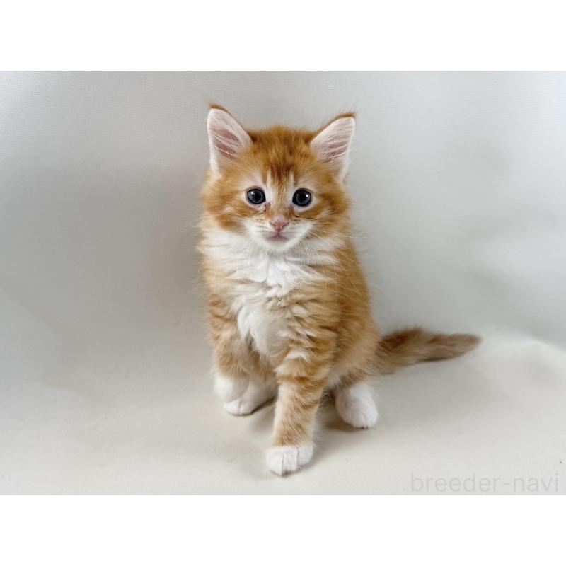 販売中の福岡県のノルウェージャンフォレストキャット-140236の6枚目