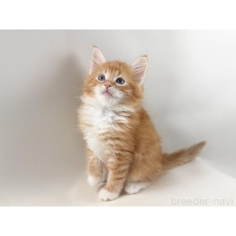 販売中の福岡県のノルウェージャンフォレストキャット-140236の5枚目